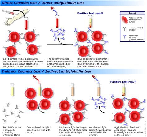 what is coombs blood test